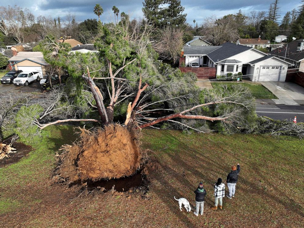 PHOTO: A drone view of residents looking a tree that fell during a winter storm with high winds, Jan. 8, 2023, Sacramento, Calif.