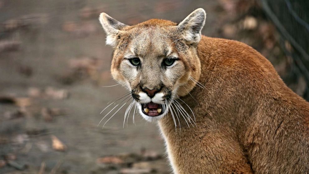 Mountain lion found sleeping in planter outside California Macy's