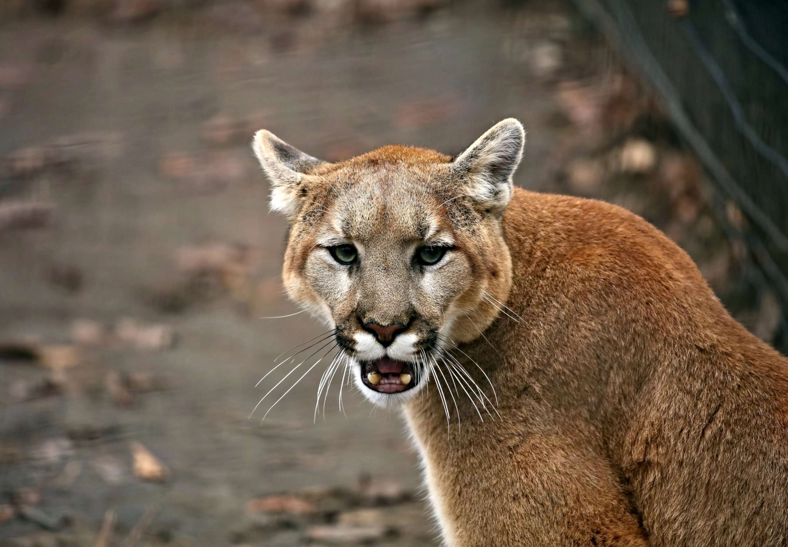 PHOTO: This undated stock image of a cougar, also known by other names including catamount, mountain lion, panther and puma is American native animal. Authorities are looking for the one that attacked a girl in a California park on Sunday, Feb. 16, 2020.