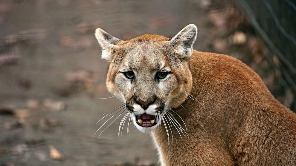 show me a picture of a puma