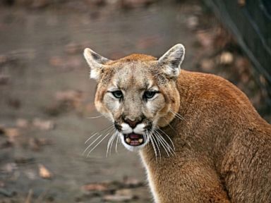 puma cougar vs pitbull