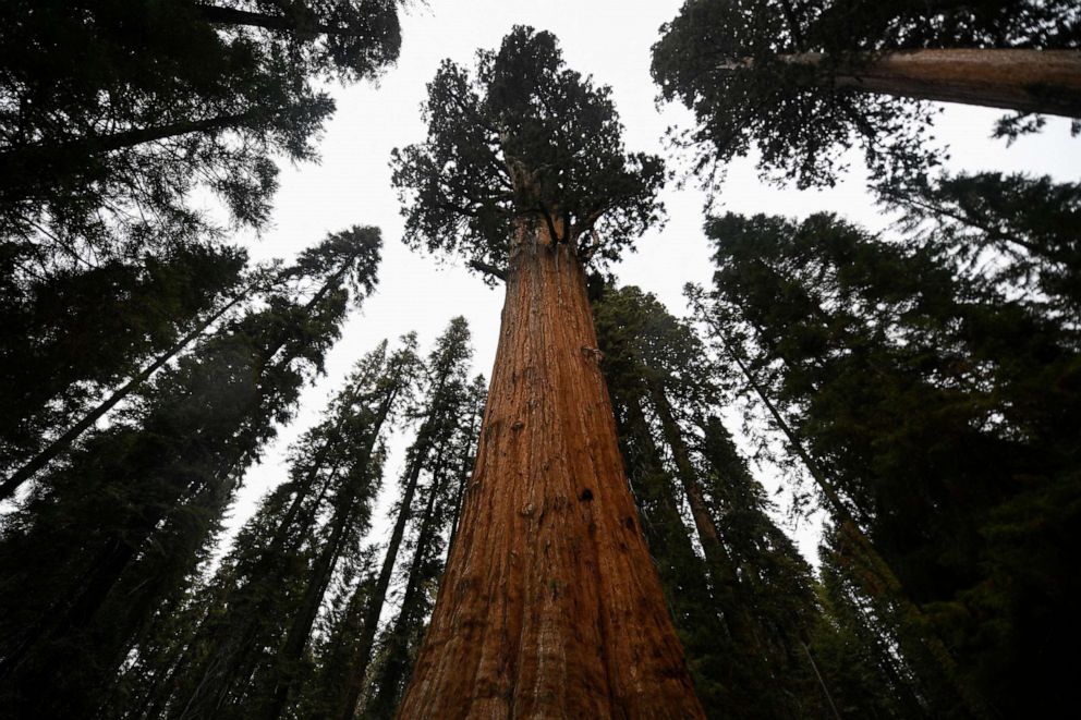 PHOTO: The General Sherman giant sequoia tree stands in the Giant Forest after being unwrapped by US National Park Service (NPS) personnel during the KNP Complex Fire in Sequoia National Park near Three Rivers, Calif., Oct. 22, 2021.