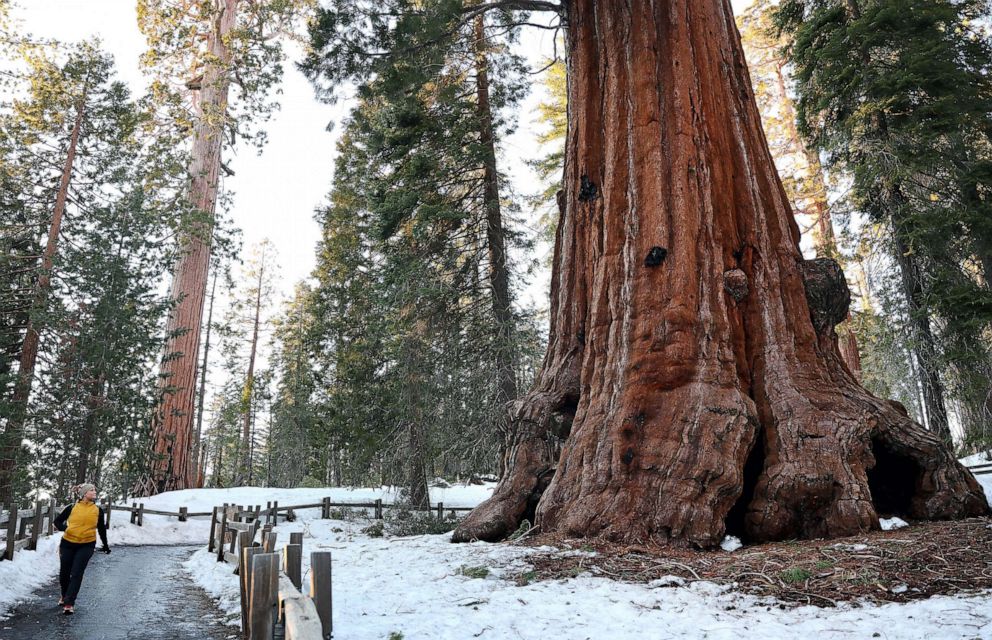 PHOTO: FILE - A person walks near giant sequoia trees in Grant Grove, Feb. 19, 2023 in Kings Canyon National Park, Calif.