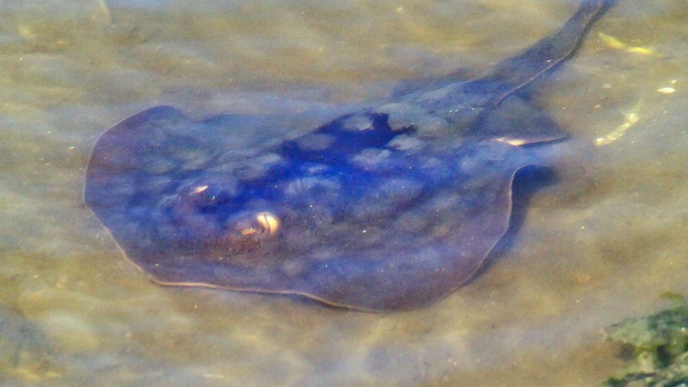 More Than 500 People Injured By Stingrays Over Labor Day Weekend