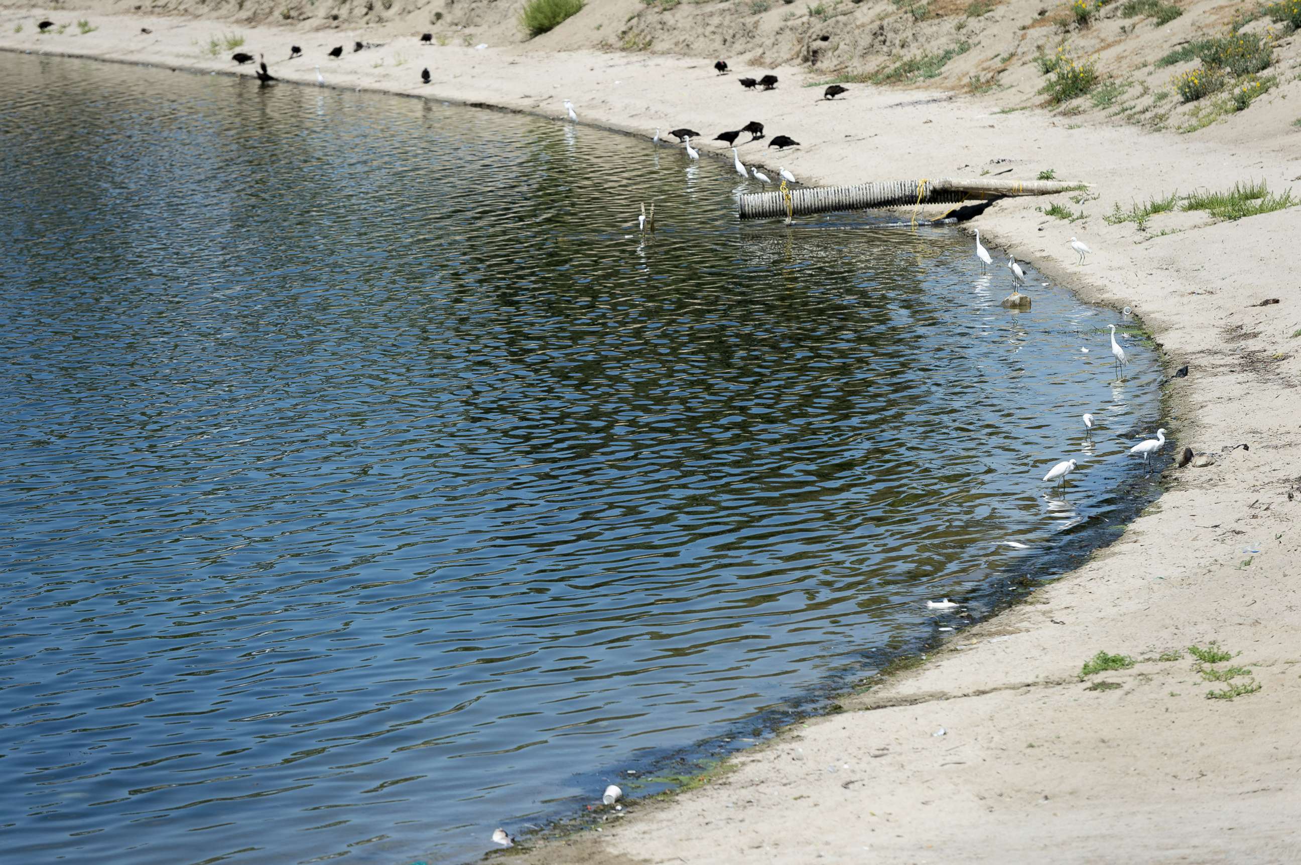PHOTO: In this August 26, 2019, file photo, shore birds feed along the shore of one of the water basins used by the Yorba Linda Water District in Anaheim, CA.