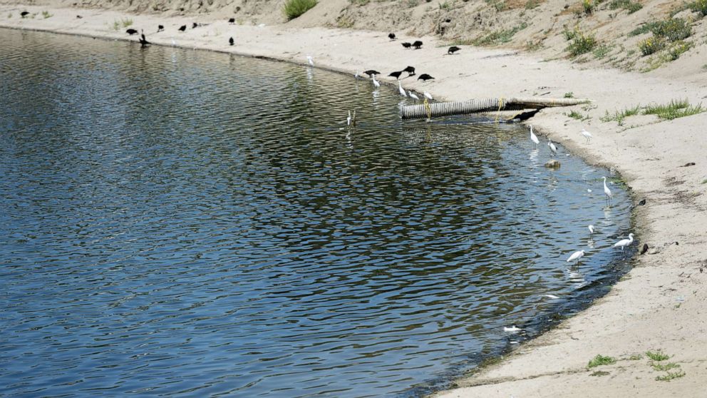 PHOTO: In this August 26, 2019, file photo, shore birds feed along the shore of one of the water basins used by the Yorba Linda Water District in Anaheim, CA.