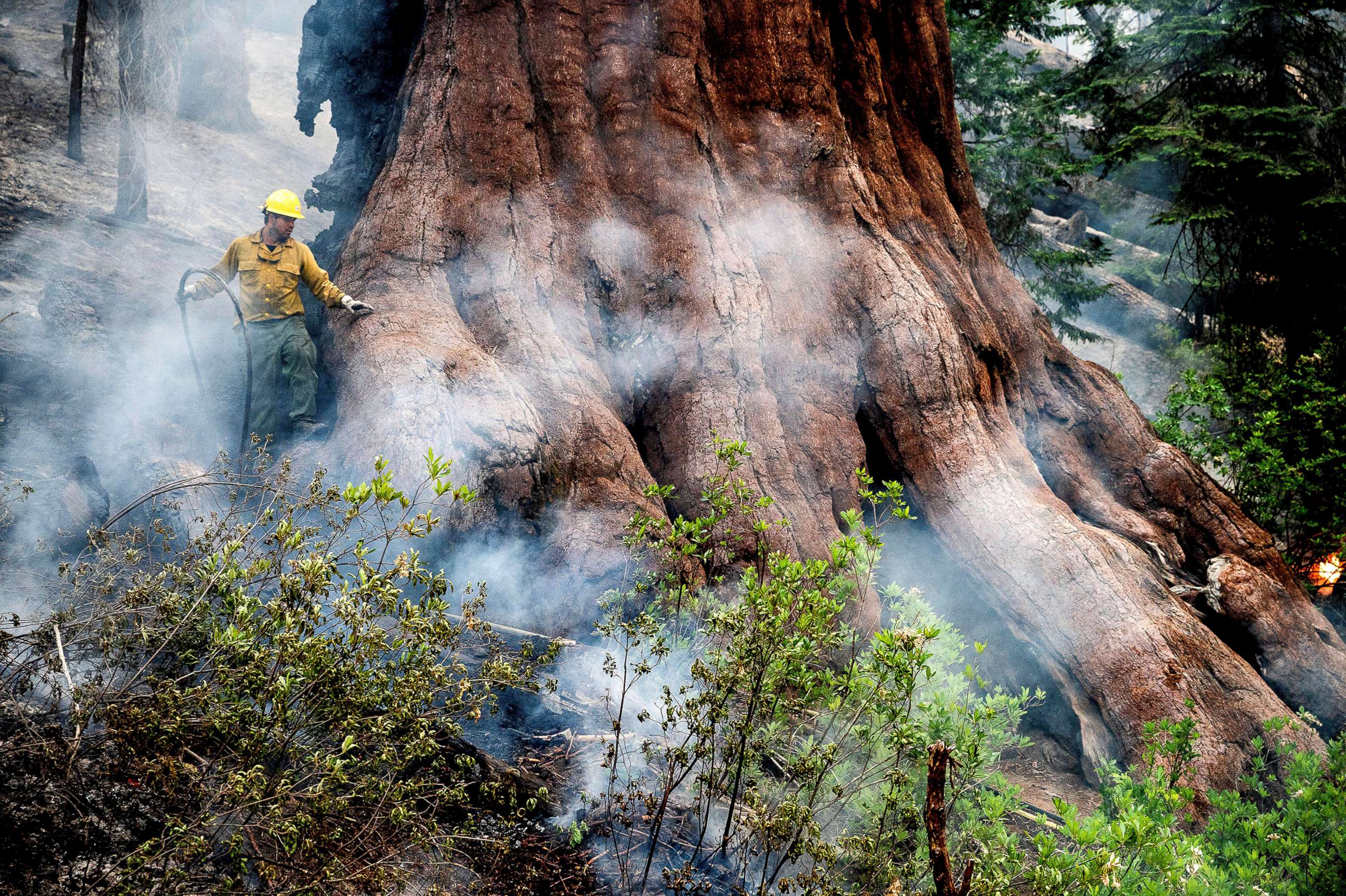 PHOTO: A firefighter protects a sequoia tree as the Washburn Fire burns in Mariposa Grove in Yosemite National Park, Calif., July 8, 2022. 