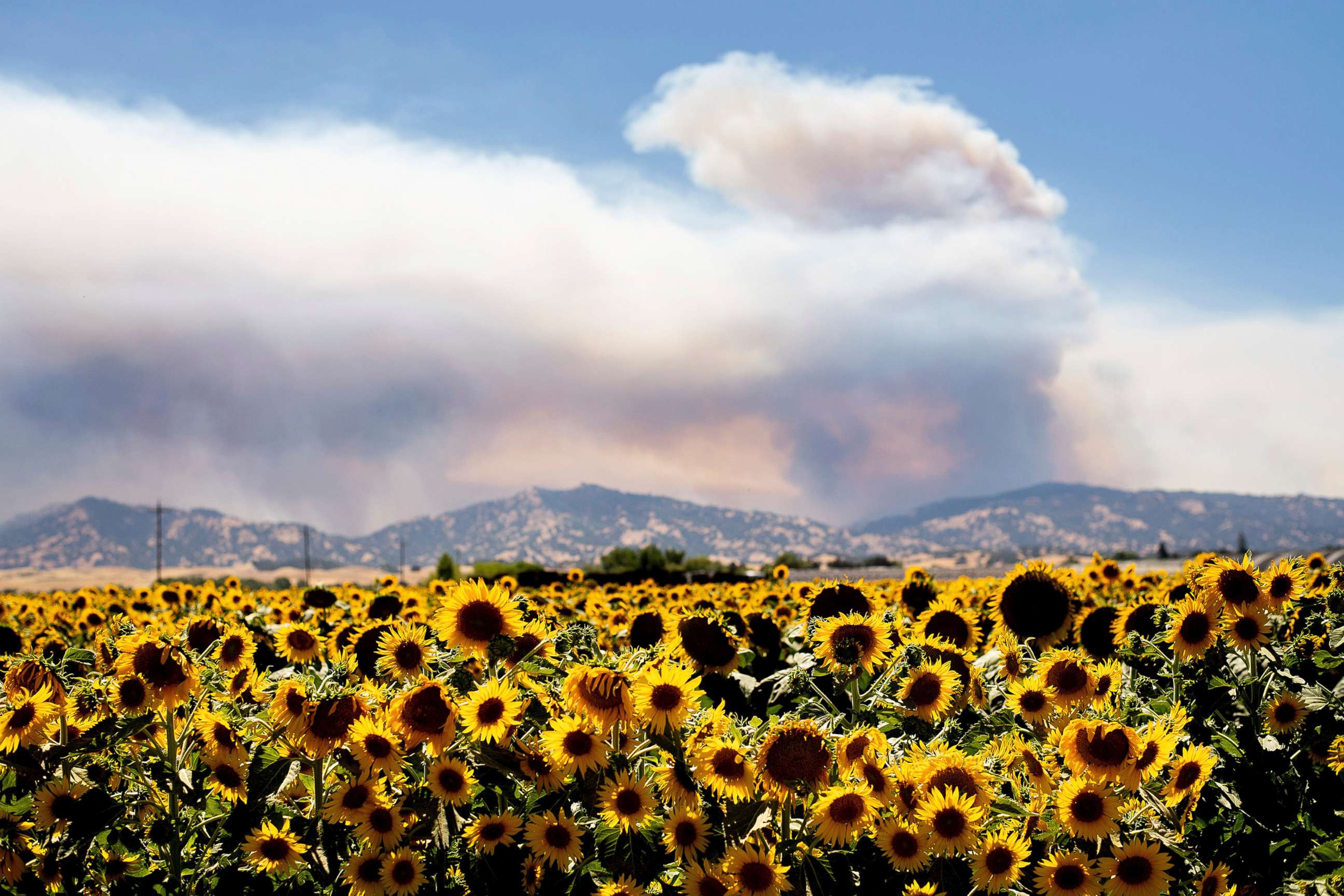 PHOTO: Smoke from a wildfire rises above sunflowers in Citrona, Calif., July 1, 2018.