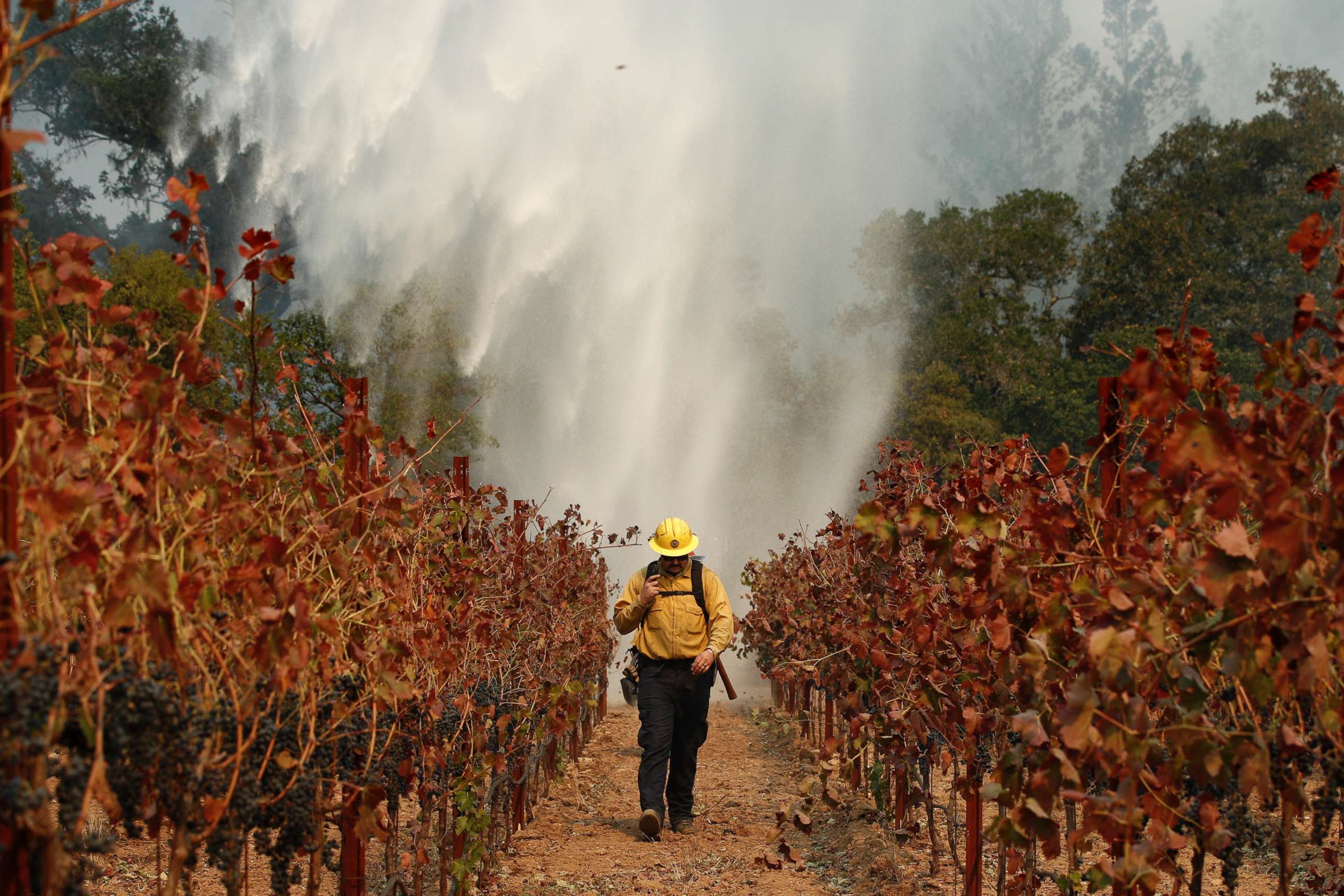 PHOTO: Firefighter Chris Oliver walks between grape vines as a helicopter drops water over a wildfire burning near a winery, Oct. 14, 2017, in Santa Rosa, Calif. 