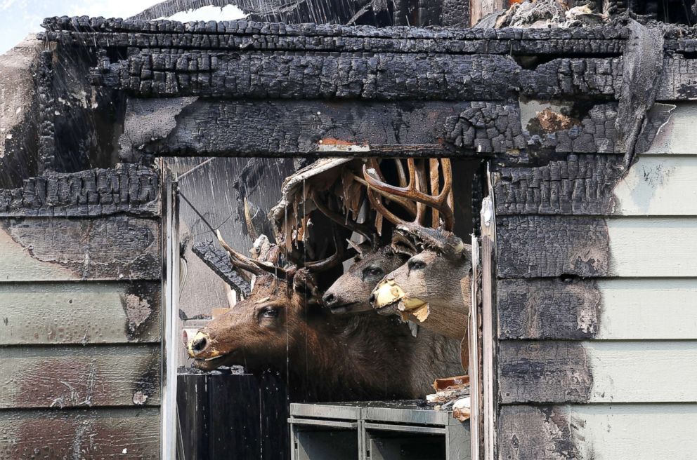 PHOTO: Taxidermied animal heads are displayed inside a home that was destroyed by the Carr Fire on July 27, 2018, in Redding, Calif.