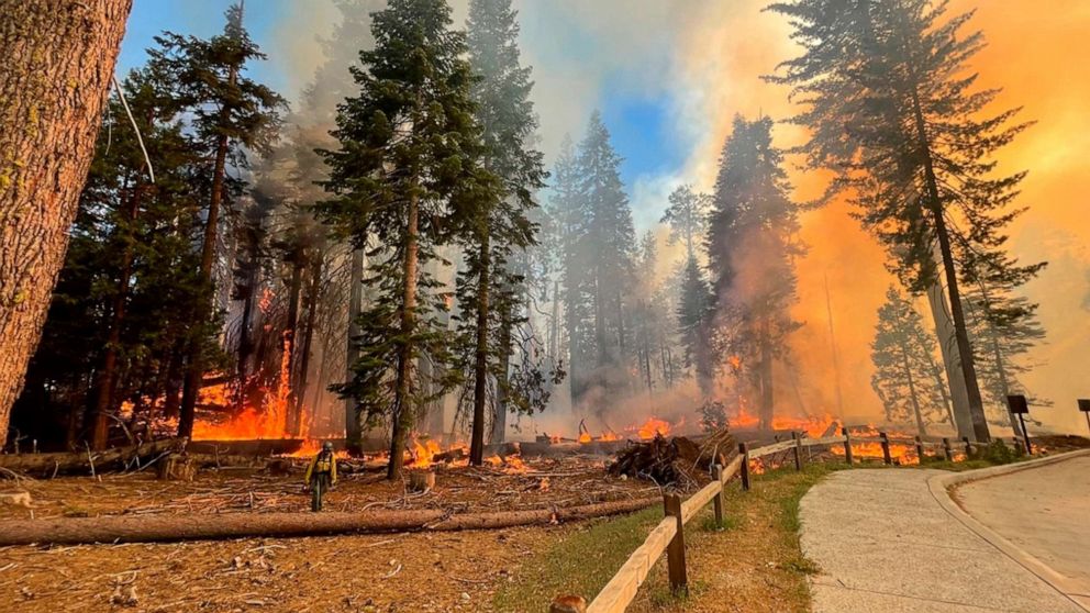 PHOTO: A firefighter walks near the Mariposa Grove as the Washburn Fire burns in Yosemite National Park, Calif., July 7, 2022. 