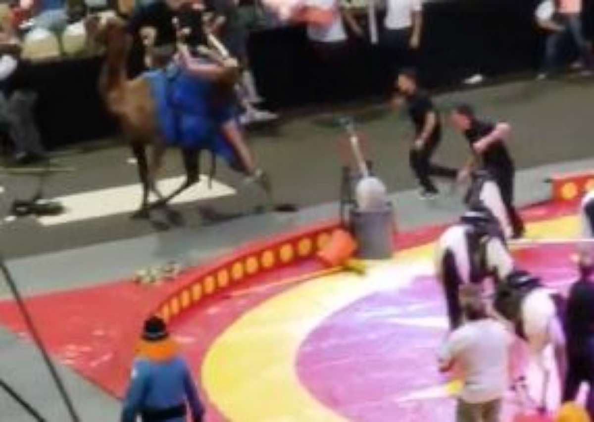 PHOTO: A camel got loose and injured seven people, including six children, at the Shrine Circus in Pittsburgh on Sunday, Sept. 16, 2018.