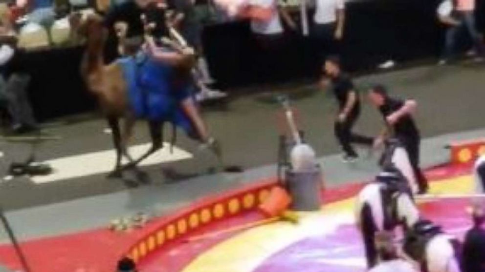 PHOTO: A camel got loose and injured seven people, including six children, at the Shrine Circus in Pittsburgh on Sunday, Sept. 16, 2018.