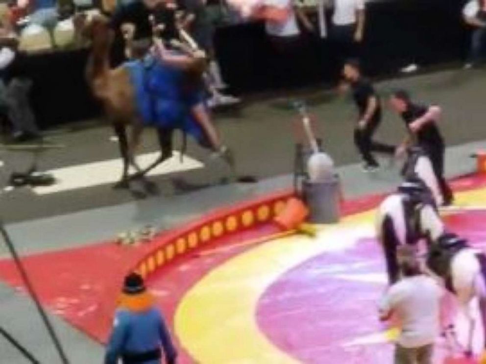 PHOTO: A camel was unleashed and injured seven people, including six children, at the Pittsburgh Shrine circus on Sunday, September 16, 2018.