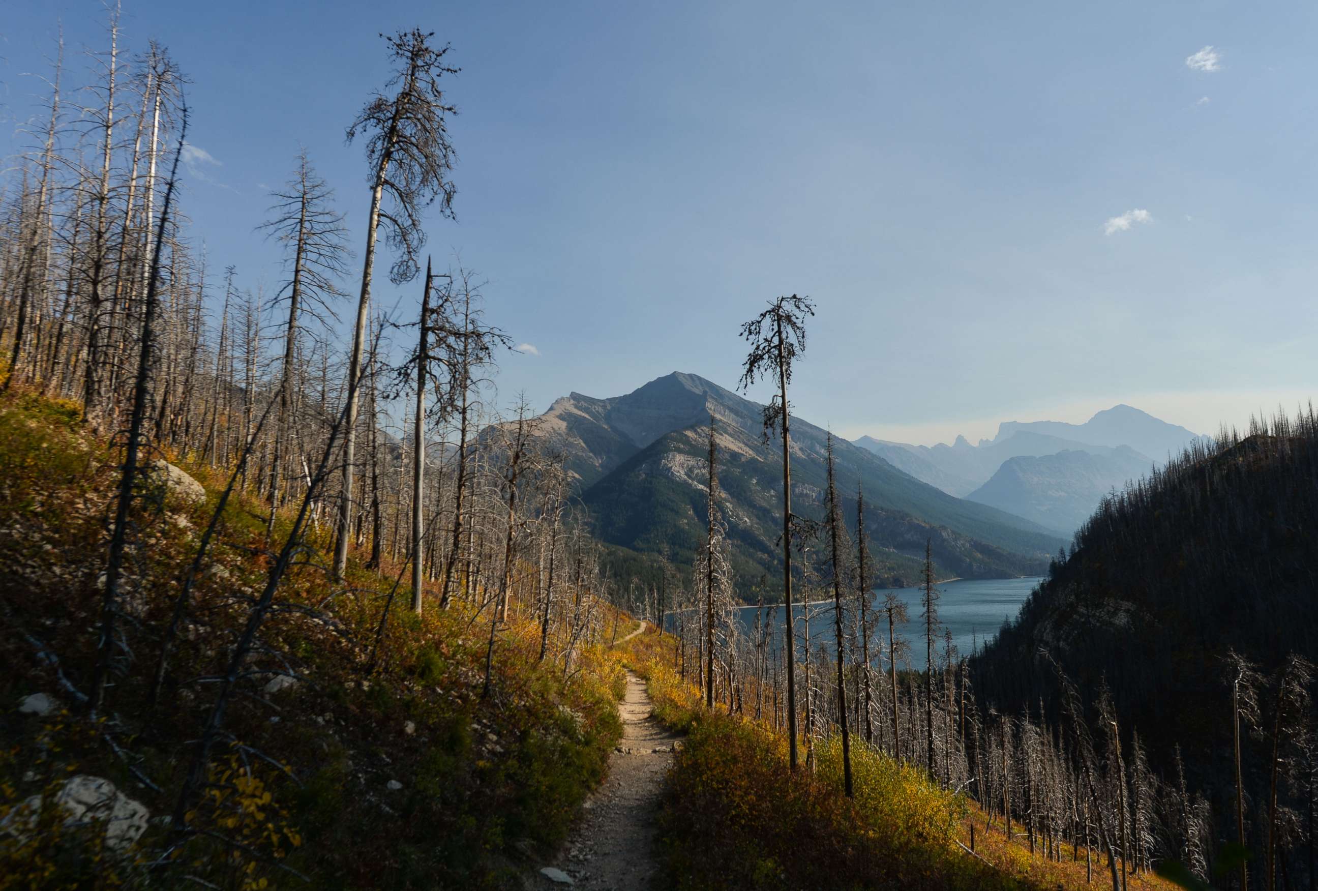 PHOTO: The burned trees in Waterton Lakes National Park, Oct. 6, 2021, in Waterton, Alberta, Canada.