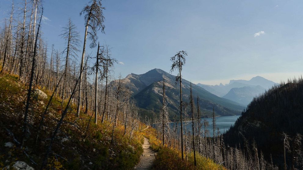PHOTO: The burned trees in Waterton Lakes National Park, Oct. 6, 2021, in Waterton, Alberta, Canada.