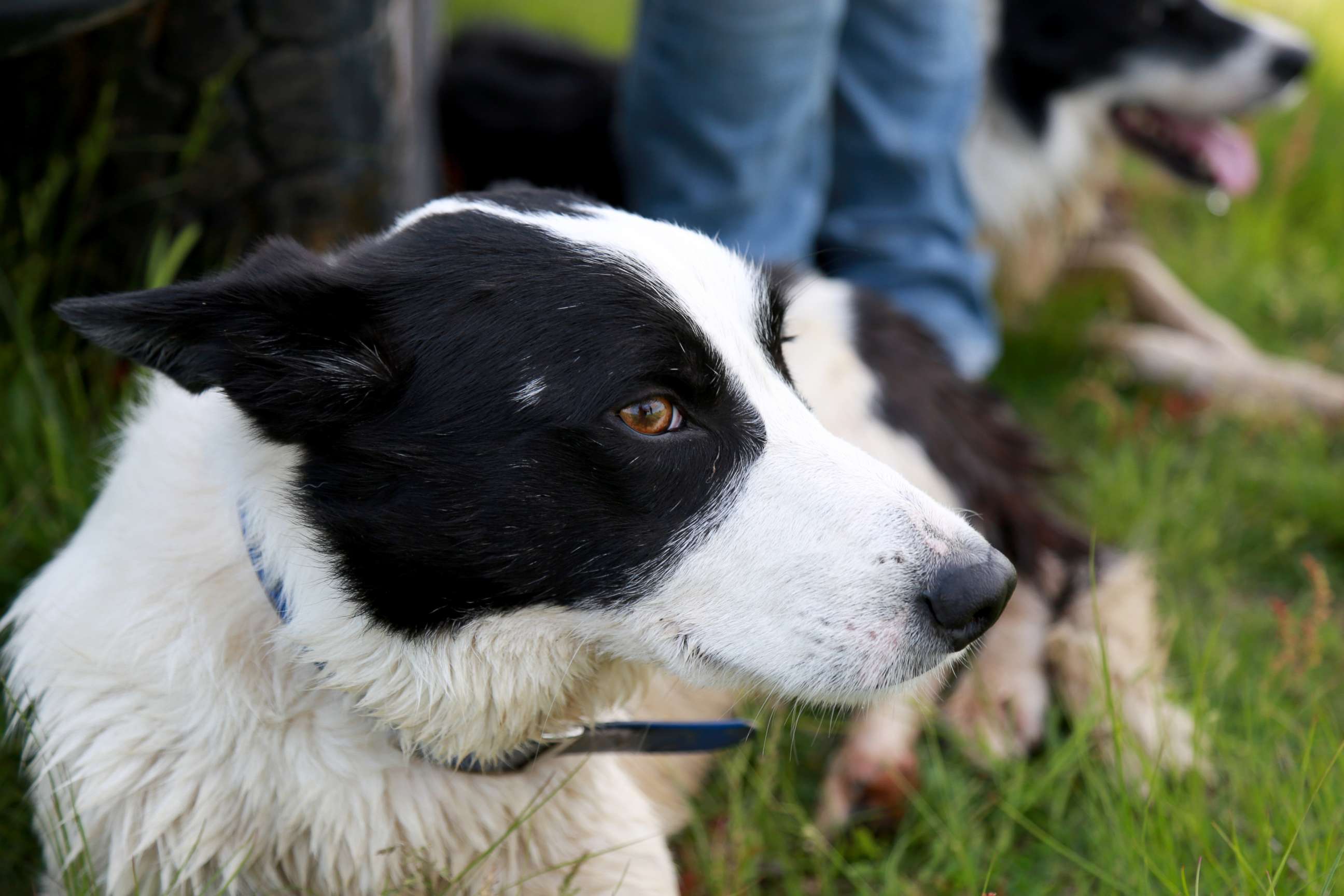PHOTO: Rob, a Border Collie, pictured resting after herding sheep. 