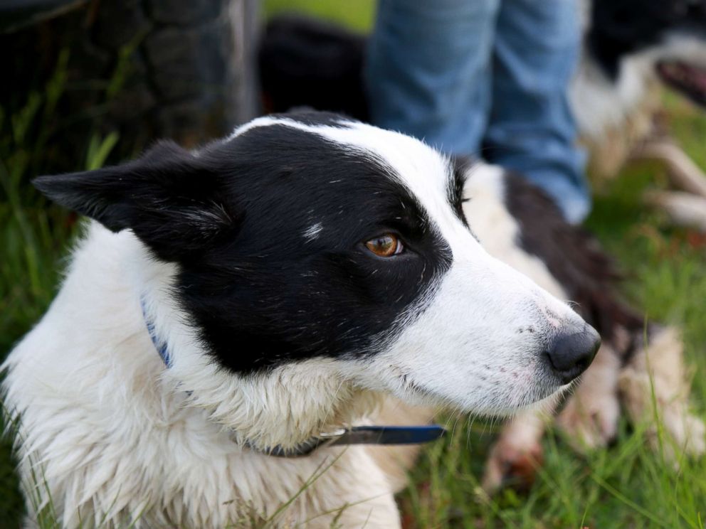 PHOTO: Rob, a Border Collie, pictured resting after herding sheep.