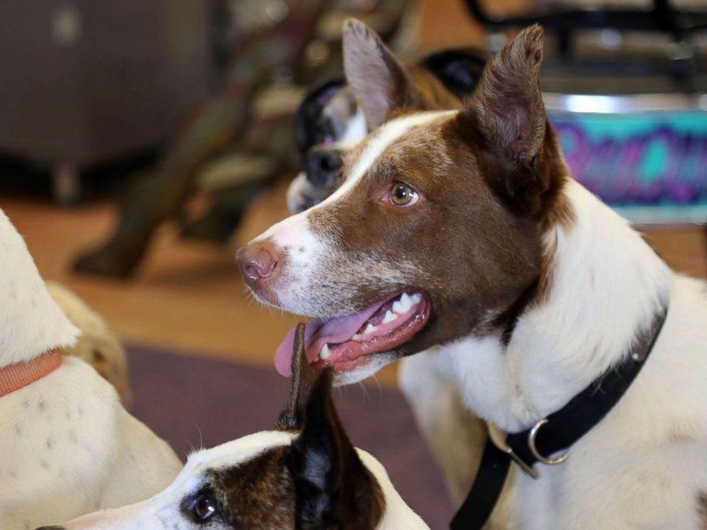 PHOTO: Waffles, one of the performers in J.R. Johns Dog Gone Silly show.