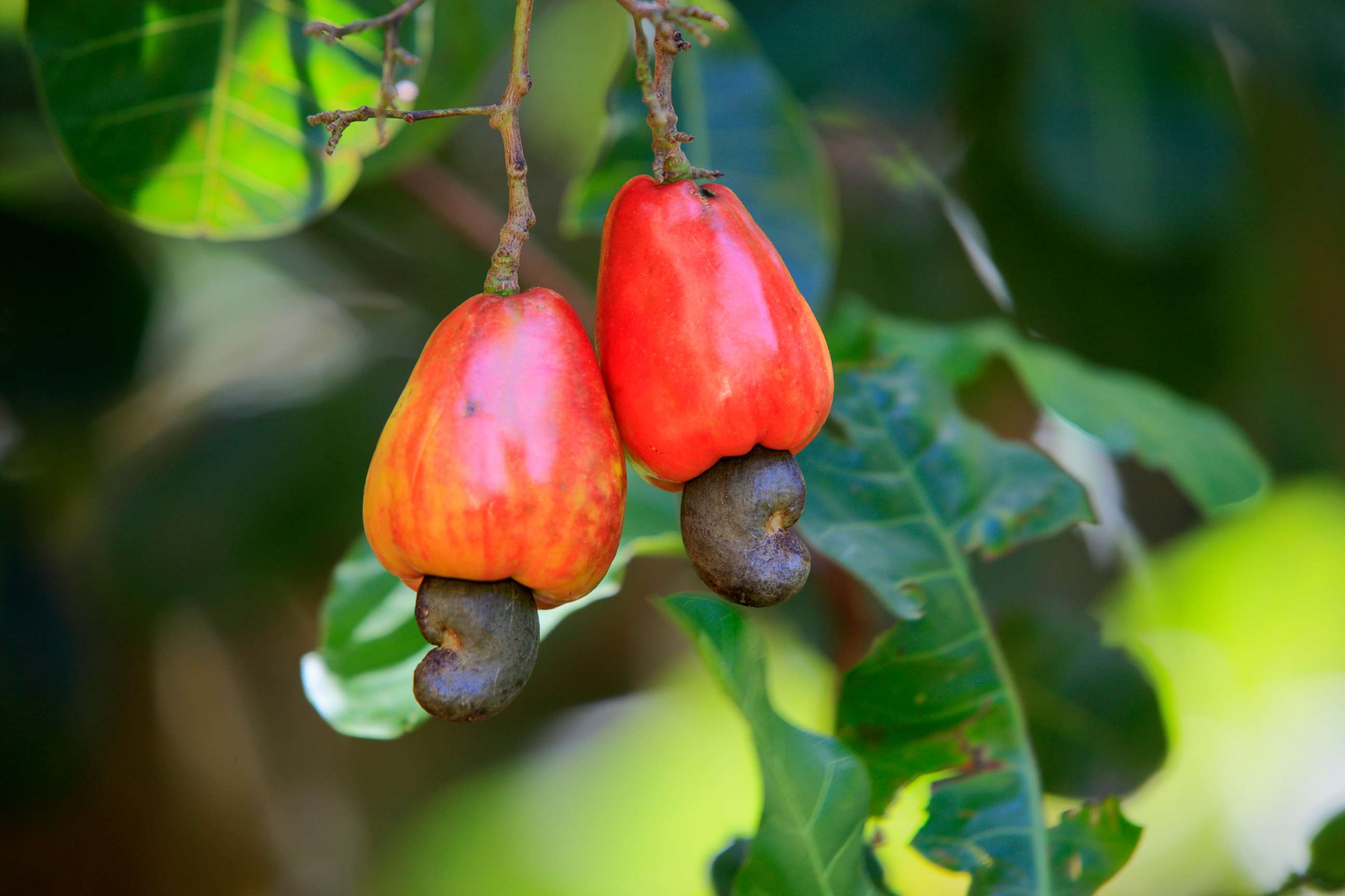 PHOTO: Cashew fruit hangs on tree in this stock photo.