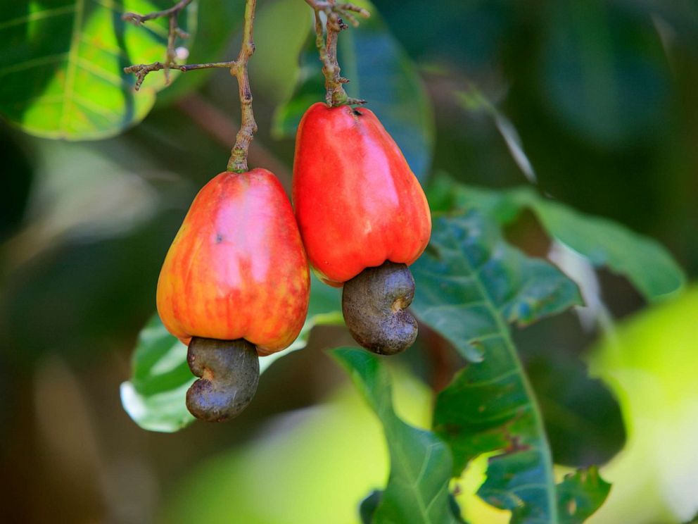 cashew plant poison