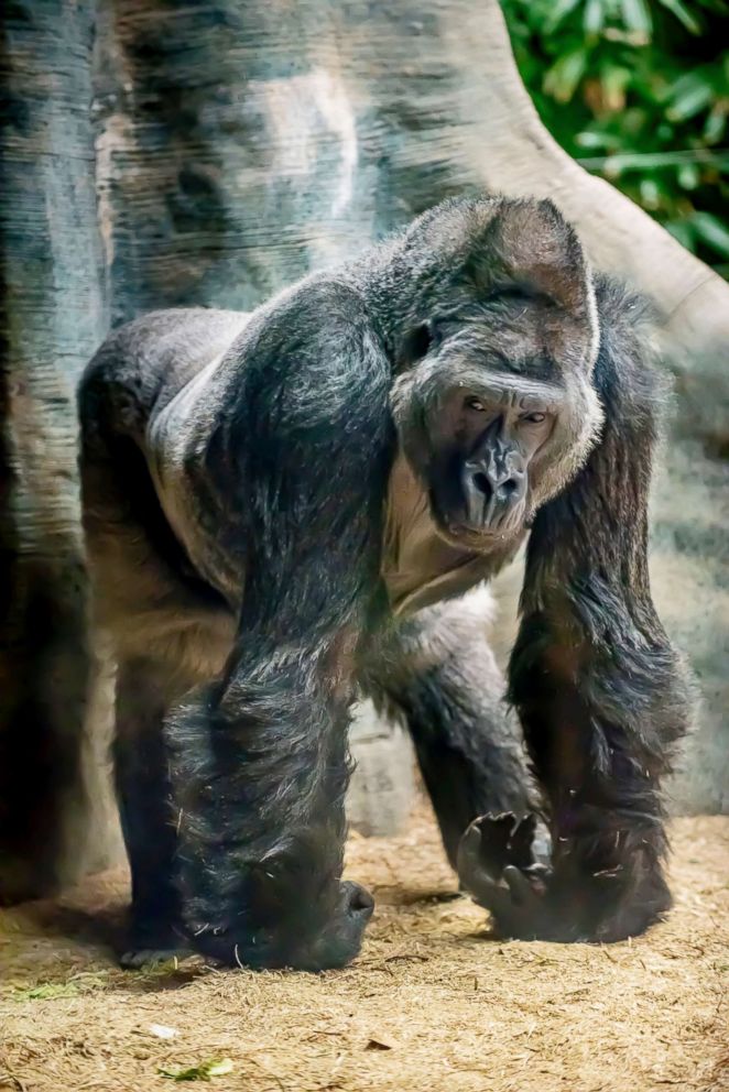 PHOTO: Cassius is pictured in this undated photo from Milwaukee County Zoo.