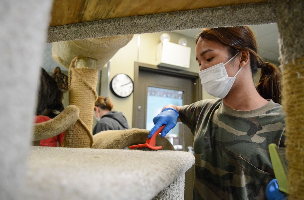 PHOTO: Jomarie Bolich, Hillside SPCA employee, cleans a cat tree in the facility's cat area in Pottsville, Pa., Wednesday, April 1, 2020. 