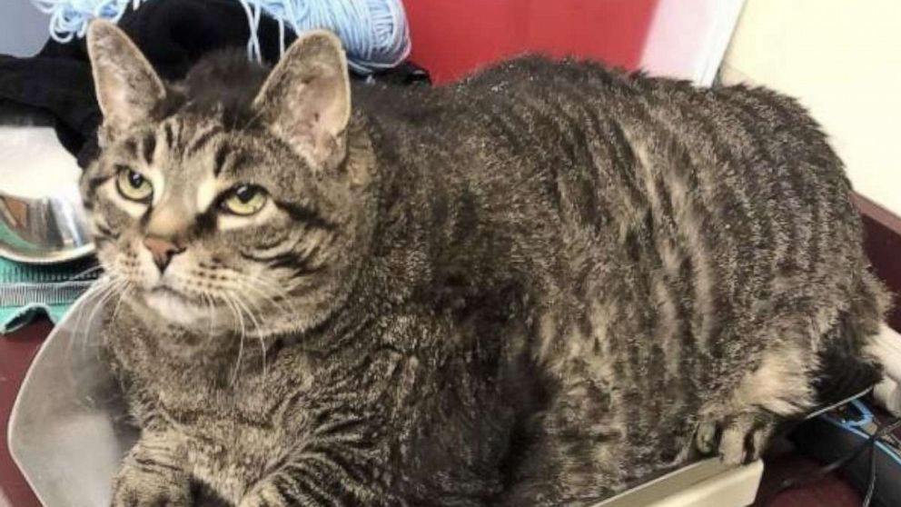 30 Pound Cat At Michigan Humane Society Finds Forever Home Abc News 