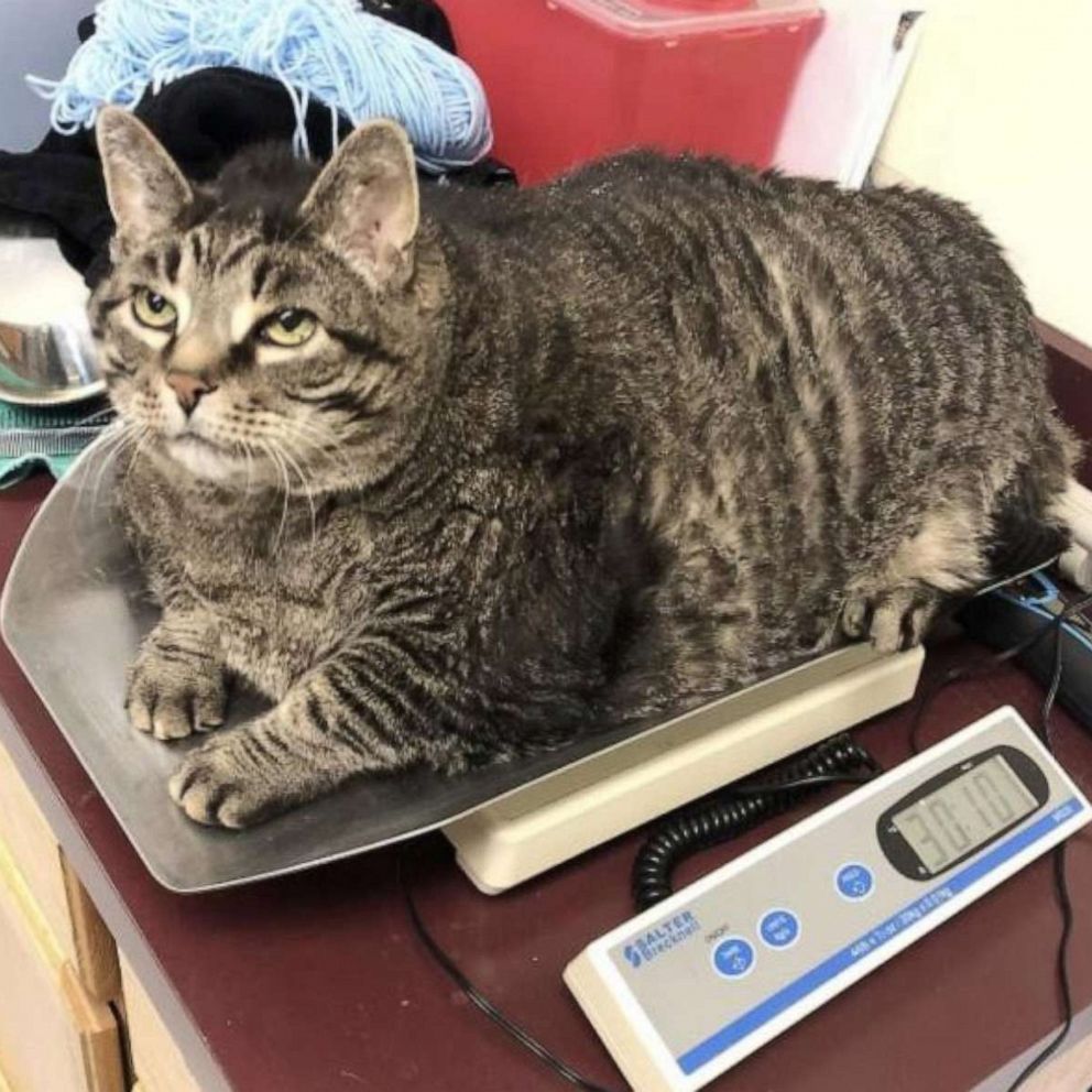 PHOTO: A 30-pound cat named "Zack" at Michigan Humane Society was adopted.