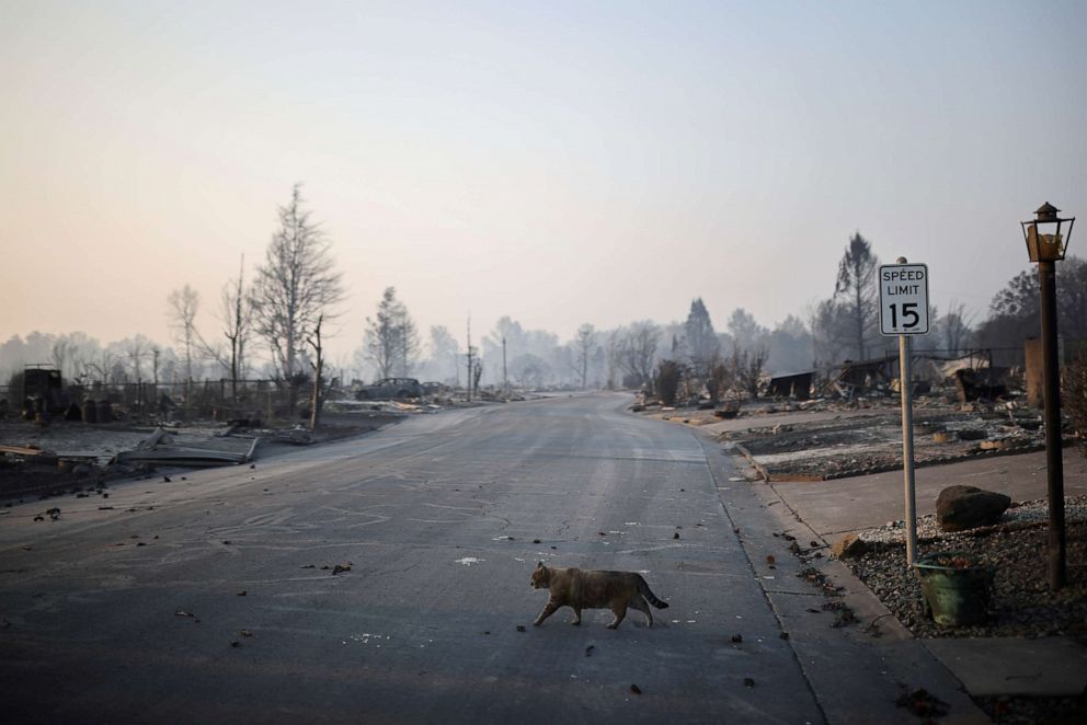 PHOTO: A cat is seen walking around a neighborhood after wildfires destroyed an area of Phoenix, Ore., Sept. 10, 2020.