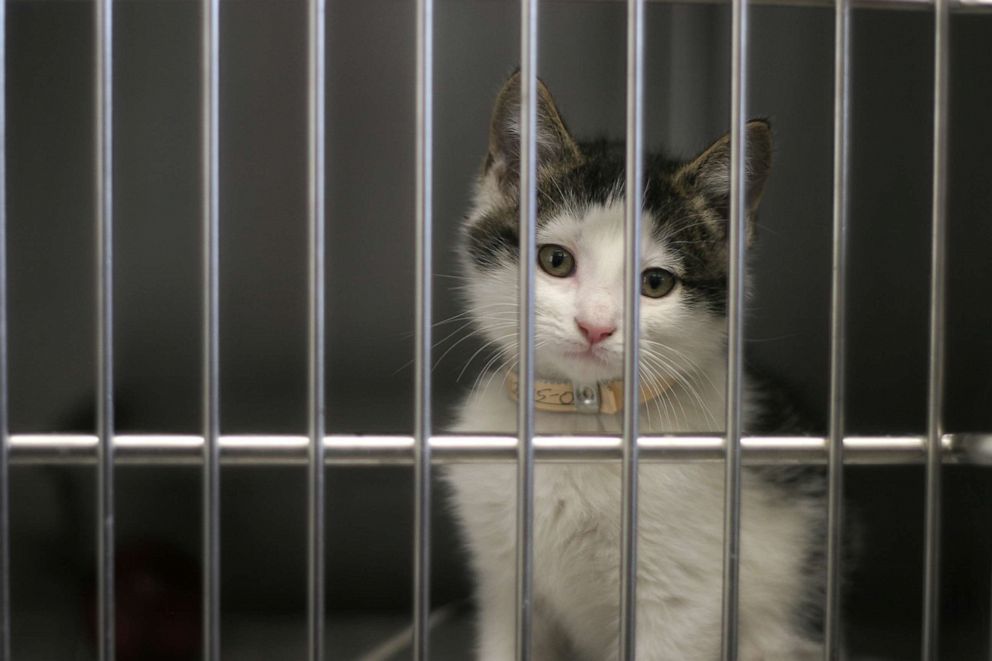 PHOTO: In this undated file photo, a kitten waits to be adopted from the animal shelter.