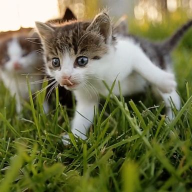 Pet stores can rent out space to host animal adoptions, however. 