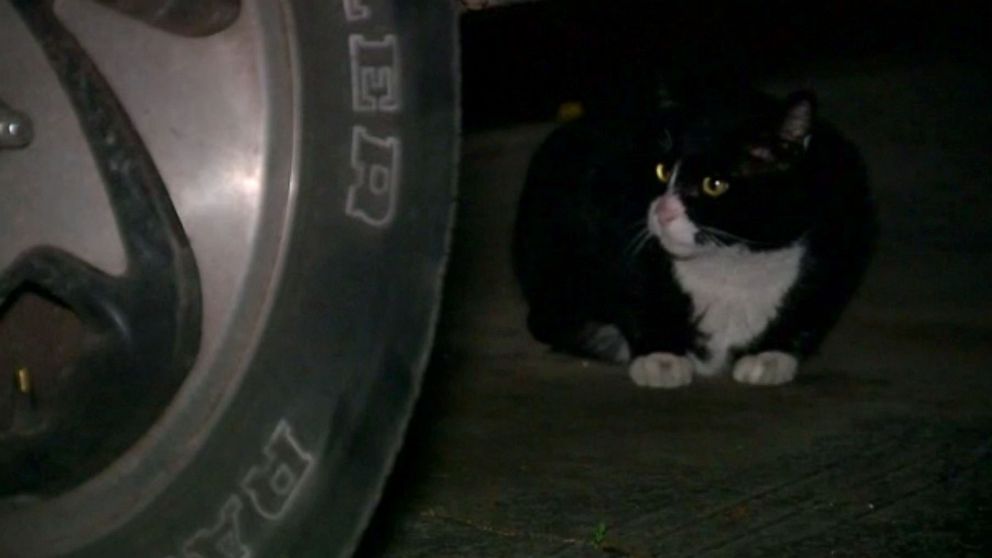 PHOTO: The city of Gilbert passed an ordinance in 2018 banning residents from feeding feral cats.