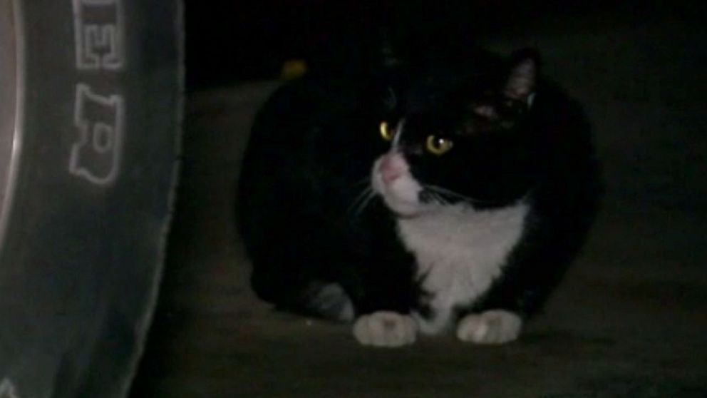 PHOTO: The city of Gilbert passed an ordinance in 2018 banning residents from feeding feral cats.