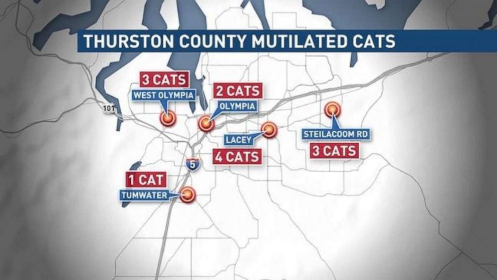 Thirteen cats have been found dead and mutilated in Thurston County in Washington state, according to officials. A $30,000 reward is being offered for finding the person responsible.