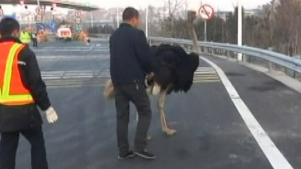 PHOTO: An ostrich escaped onto the highway on Dec. 22, 2014 in Yiwu, Zhejiang, China.