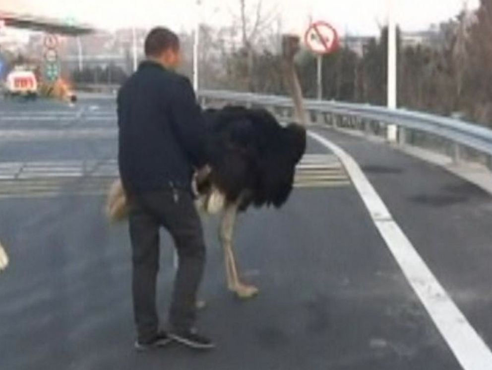 PHOTO: An ostrich escaped onto the highway on Dec. 22, 2014 in Yiwu, Zhejiang, China.