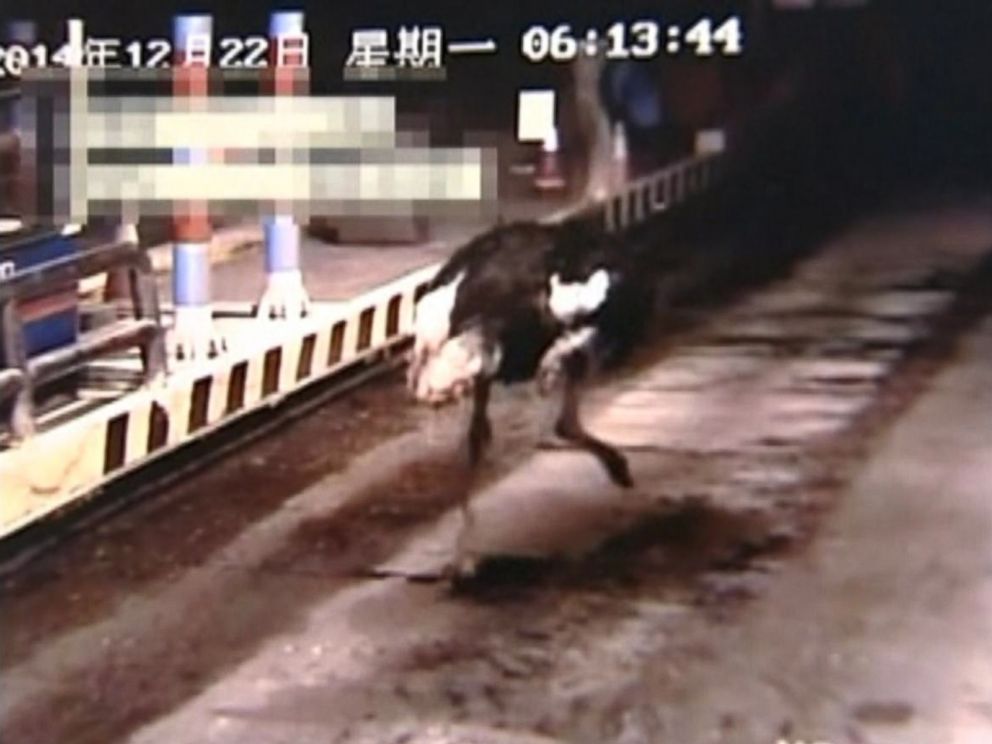 PHOTO: An ostrich escaped onto the highway on Dec. 22, 2014 in Yiwu, Zhejiang, China.