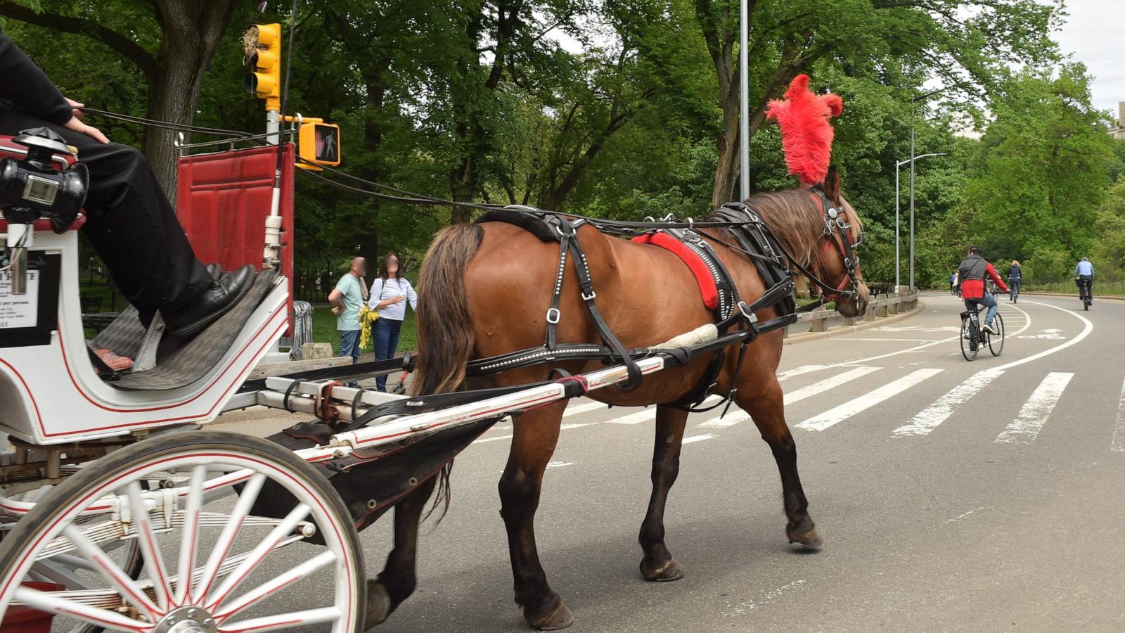 Central Park carriage horse's cause of death revealed - ABC News