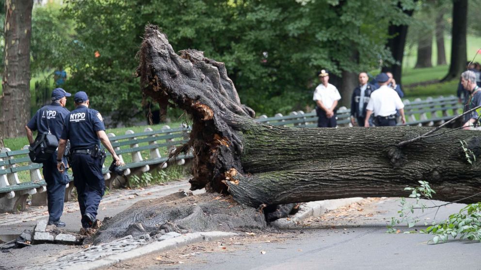 VIDEO: Mom, 3 children injured by fallen tree in Central Park