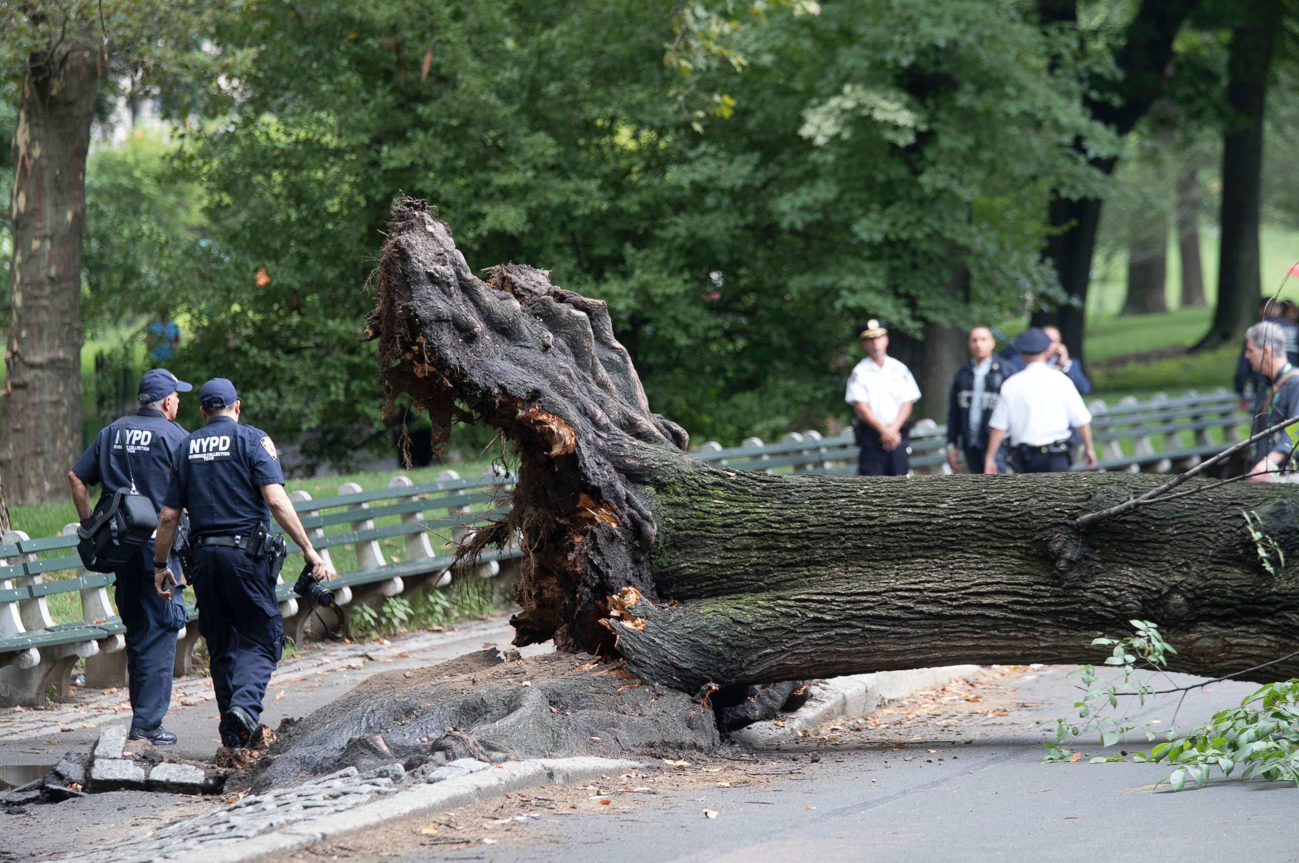 PHOTO: Police officers inspect an area where a massive tree came down injuring a mother and her three young children, Aug. 15, 2017, in New York City. 