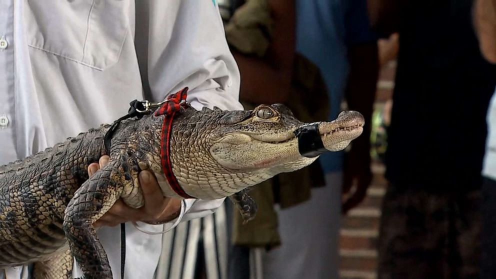 PHOTO: Chance The Snapper was shown to reporters on July 16, 2019, after the alligator was captured in Chicago's Humboldt Park.