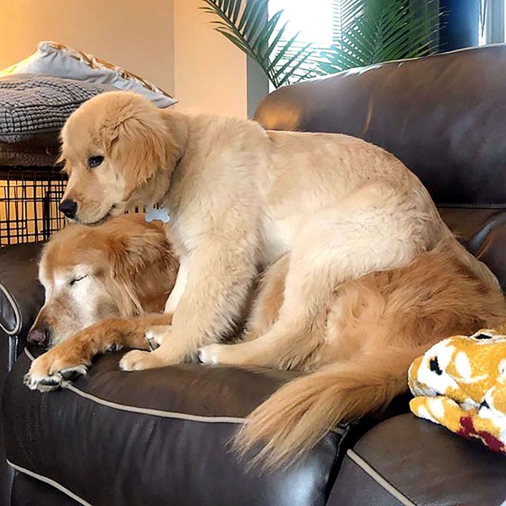 PHOTO: Charlie, an 11-year-old golden retriever, and 4-month-old Maverick have built a great relationship. The young dog helps Charlie, who lost his eyes after getting glaucoma, get around.