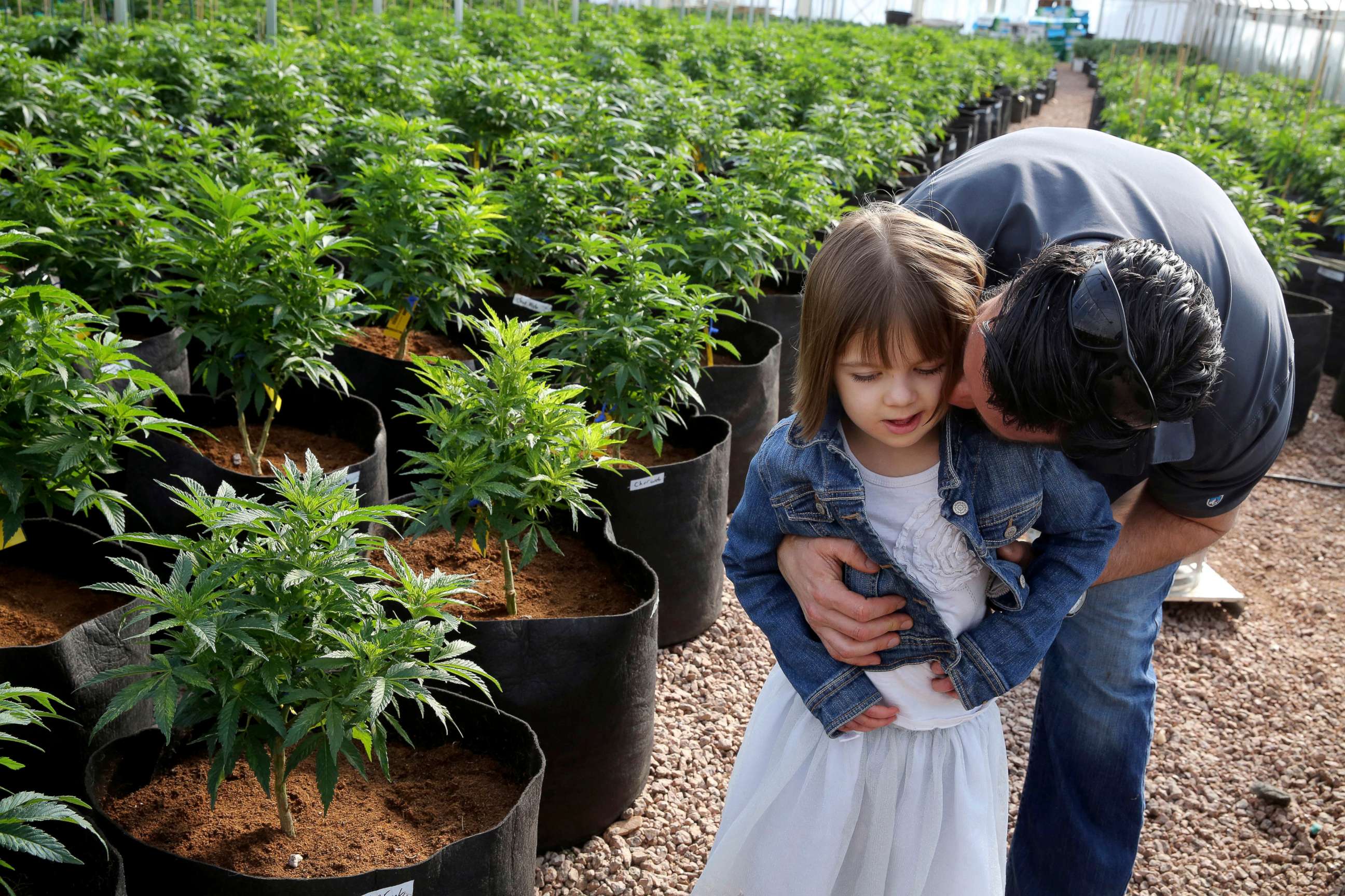 PHOTO: Matt Figi hugs his daughter Charlotte as they walk around inside a greenhouse for a special strain of medical marijuana known as Charlotte's Web at a grow location in a remote spot in the mountains west of Colorado Springs, Colo.
