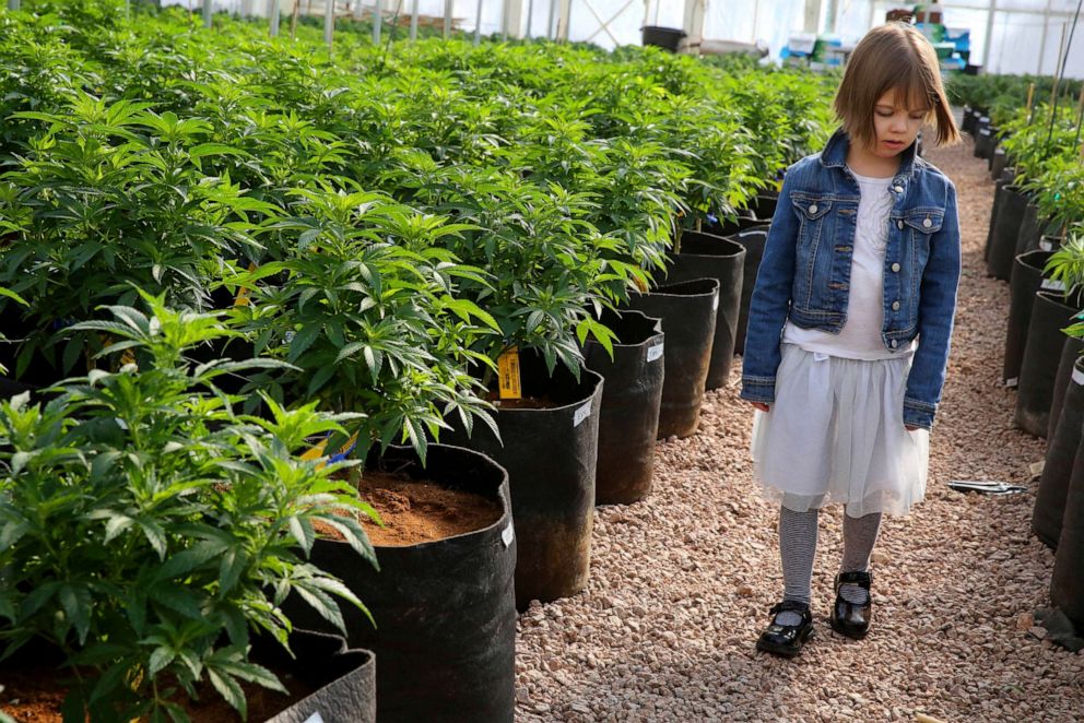 PHOTO: Charlotte Figi walks around inside a greenhouse in a remote spot in the mountains west of Colorado Springs, Colo.