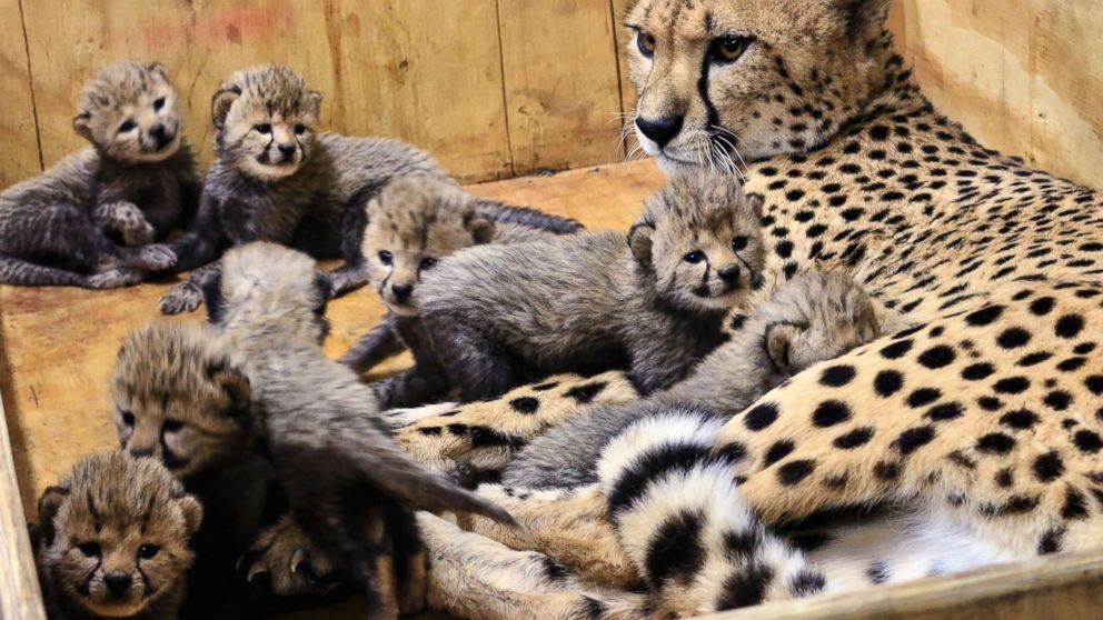 Cheetah welcomes 8 cubs at St. Louis Zoo - ABC News