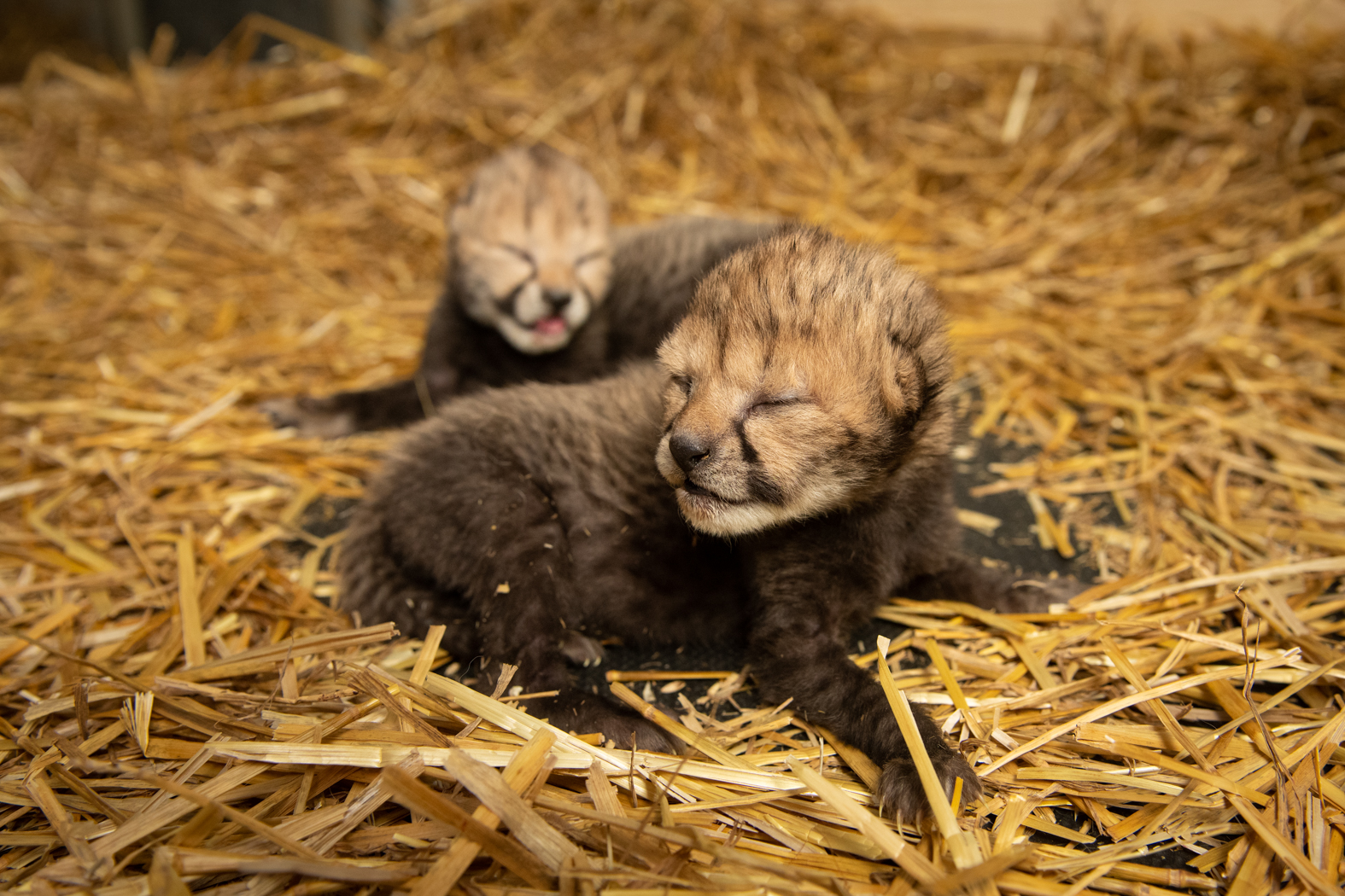 PHOTO: Two cheetah cubs, one male and one female, were born via in vitro fertilization for the first time at the Columbus Zoo, in Powell, Ohio, Feb. 19, 2020.