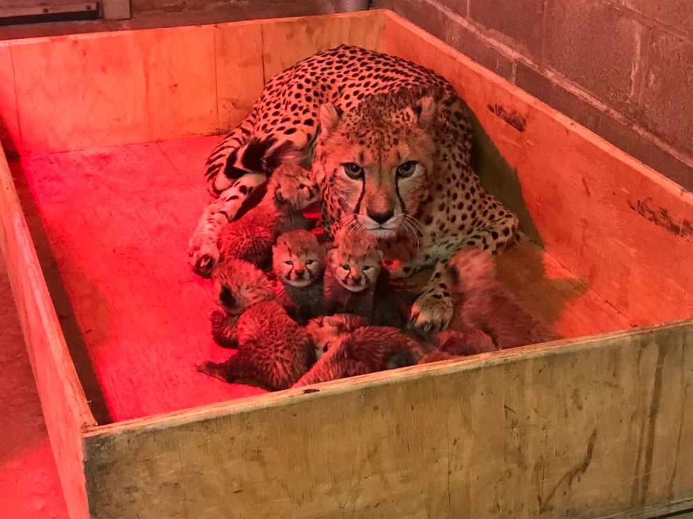 PHOTO: For the first time in Saint Louis Zoo history, a cheetah has given birth to eight cheetah cubs. The cubs, three males and five females, were born at the Saint Louis Zoo River's Edge Cheetah Breeding Center, Nov. 26, 2017. 