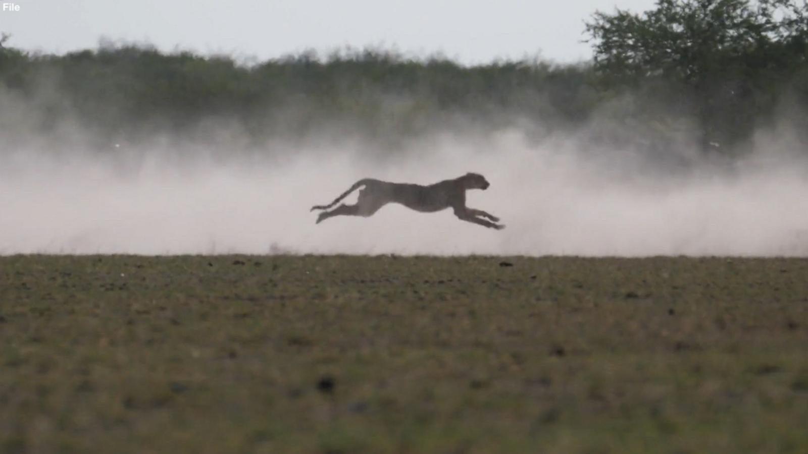 Why cheetahs will be especially vulnerable to climate change