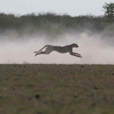 Rising temperatures force cheetahs to behave more nocturnally, putting them in greater competition with other predators, according to a new study published in Biological Sciences.